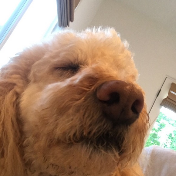 Meet your Posher, Adam - Picture 1 of 1